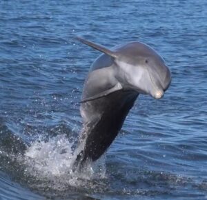 Dolphin jumping palma sola